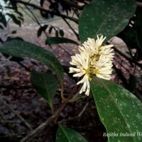 Chionanthus zeylanicus L.